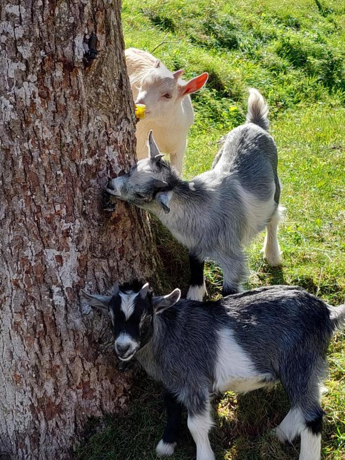 Urlaub An Der Grenze Lauterbach (Baden-Wurttemberg)
