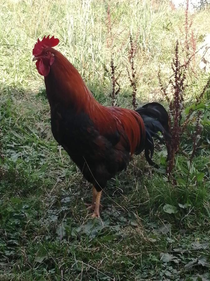 Urlaub An Der Grenze *